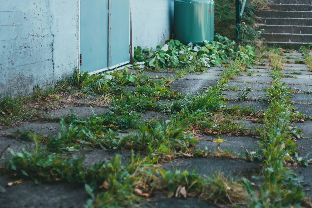 Weeds and grime growing in the joints of an old paver path